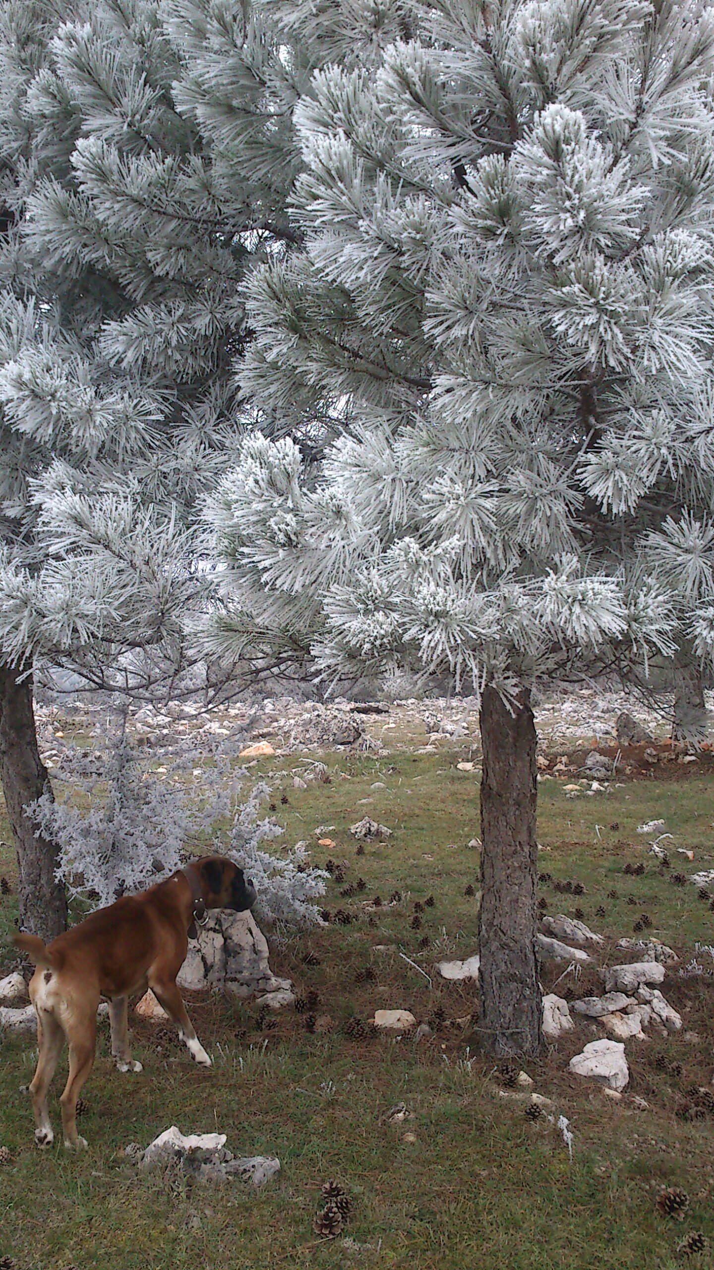 Escapada invernal: Desconecta y recarga energías en la naturaleza