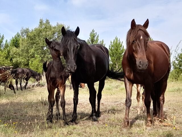 Pastores del Alto Tajo, renaturalización en acción